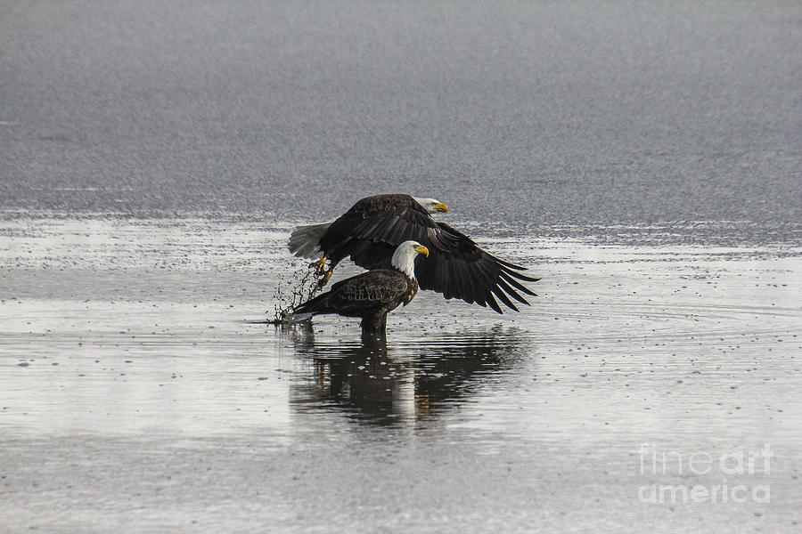 Bald Eagles Photograph by Spencer Baugh