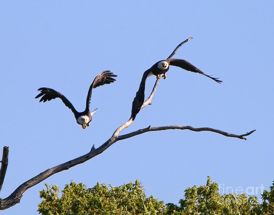 Bald Eagles Take Flight  1298    Photograph by Jack Schultz