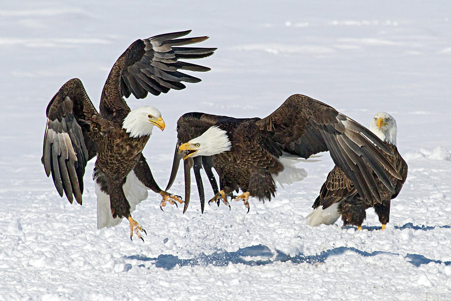 Bald Eagles Photograph by Wesley Aston