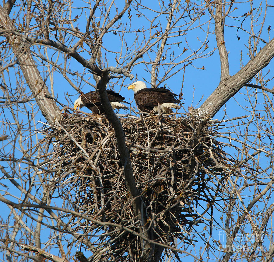 Bald Eagles Working on the Nest   3682 Photograph by Jack Schultz
