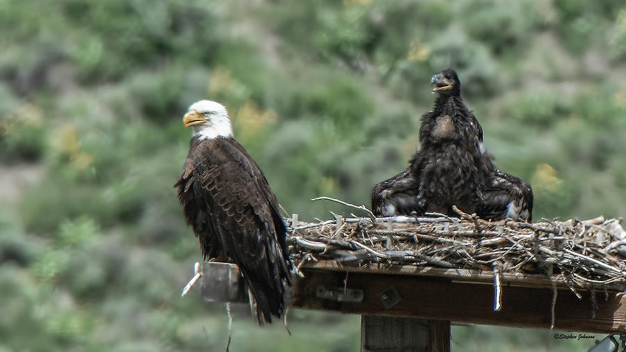 Bald Eaglet Cooling Off on a Hot Spring Day Photograph by Stephen Johnson