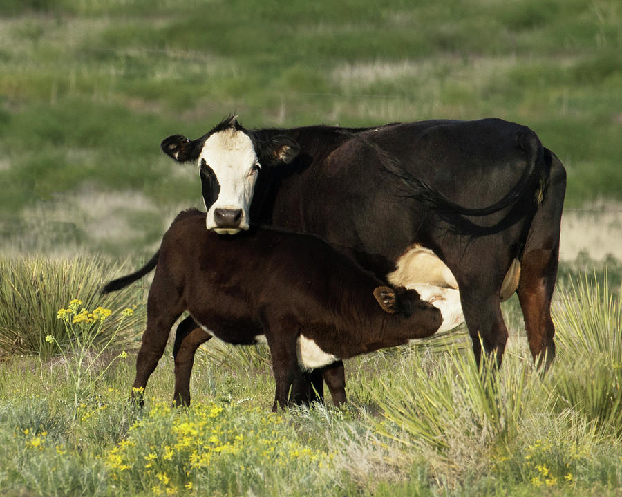 Bald-faced cow and calf Photograph by Lois Lake