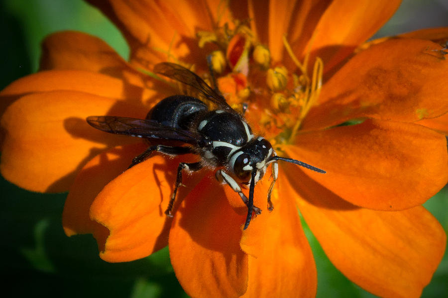 Bald-faced hornet Photograph by Kenneth Cole