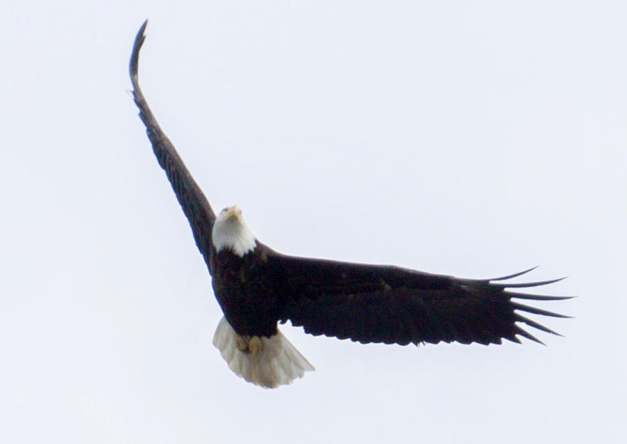 Bald Head Eagle In Flight Found In Alaska Photograph by Alex Grichenko