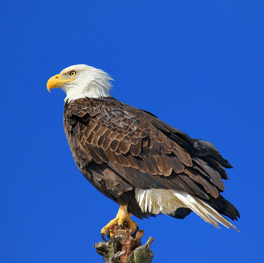 Bald Is Beautiful Photograph by John Absher - Fine Art America