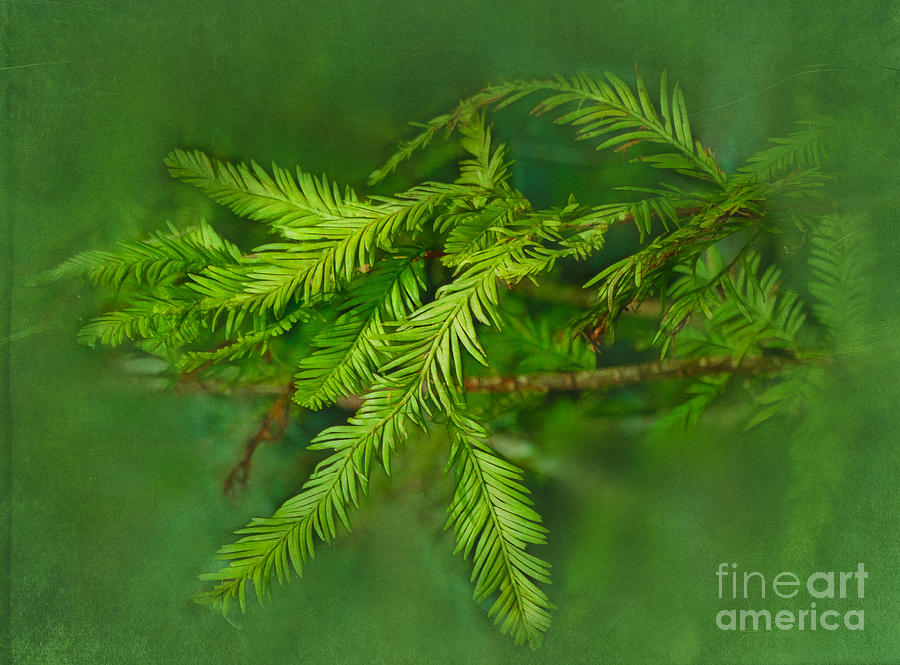 Baldcypress Leaves Photograph by Judi Bagwell