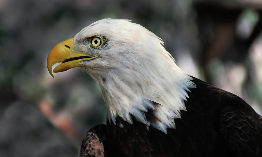 BaldEagle-6836 Photograph by Gary Gingrich Galleries | Fine Art America