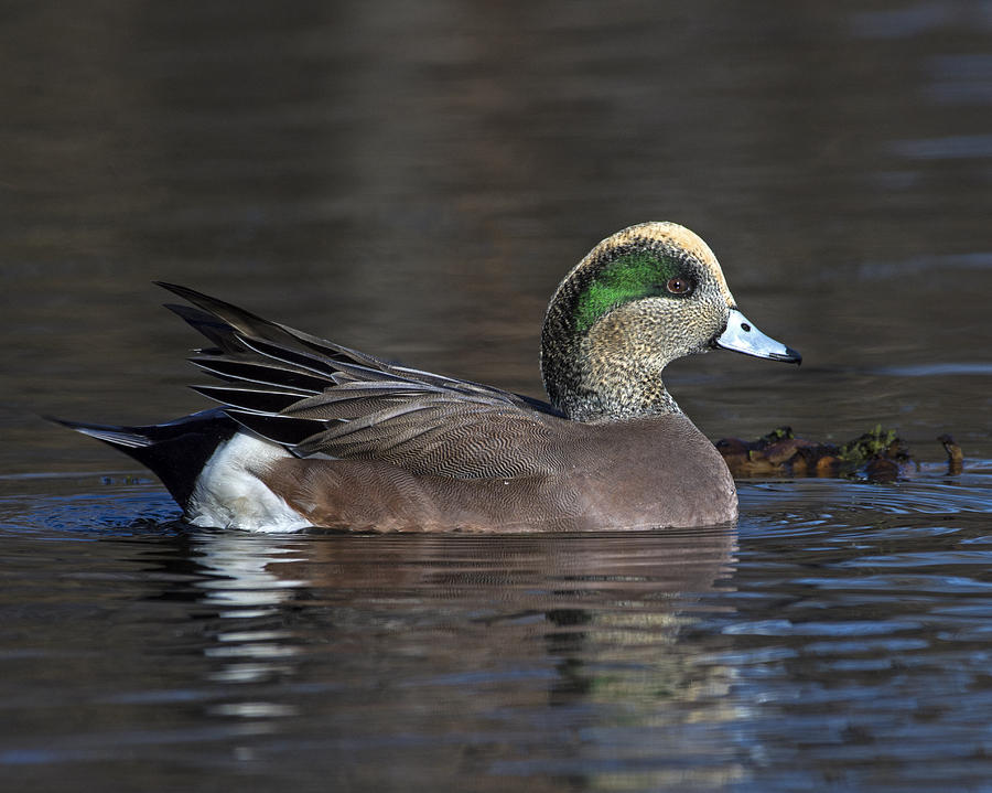 Baldpate Photograph by Tony Beck