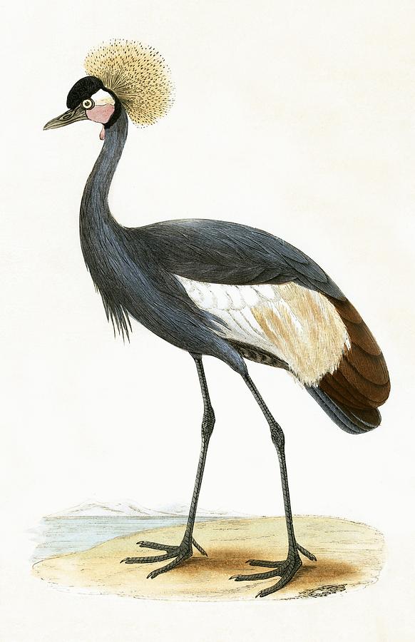 Nature Painting - Balearic Crane by English School