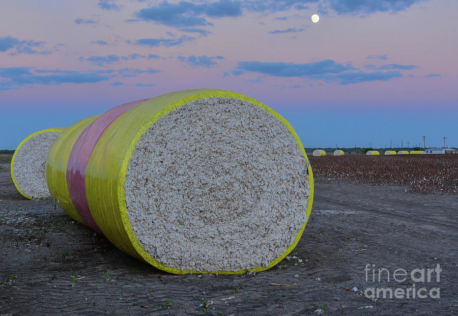 Baled Cotton Moonrise Photograph by Barry Bohn