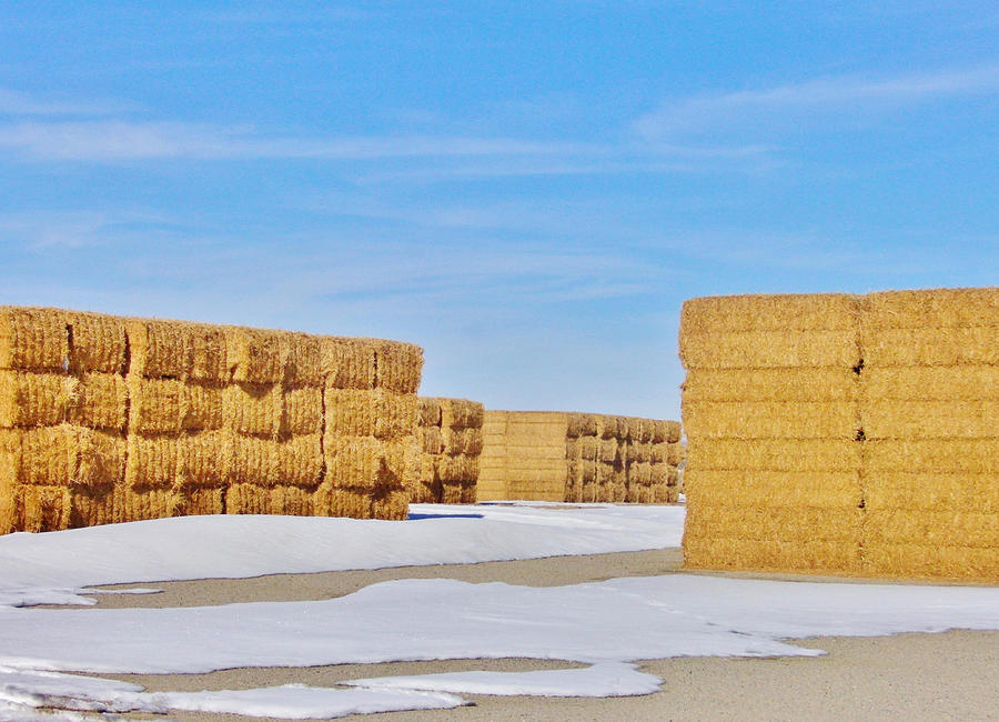 Baled Photograph by Marilyn Diaz