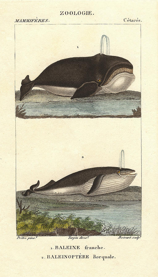 Baleen Whales Vintage Print Drawing by Village Antiques
