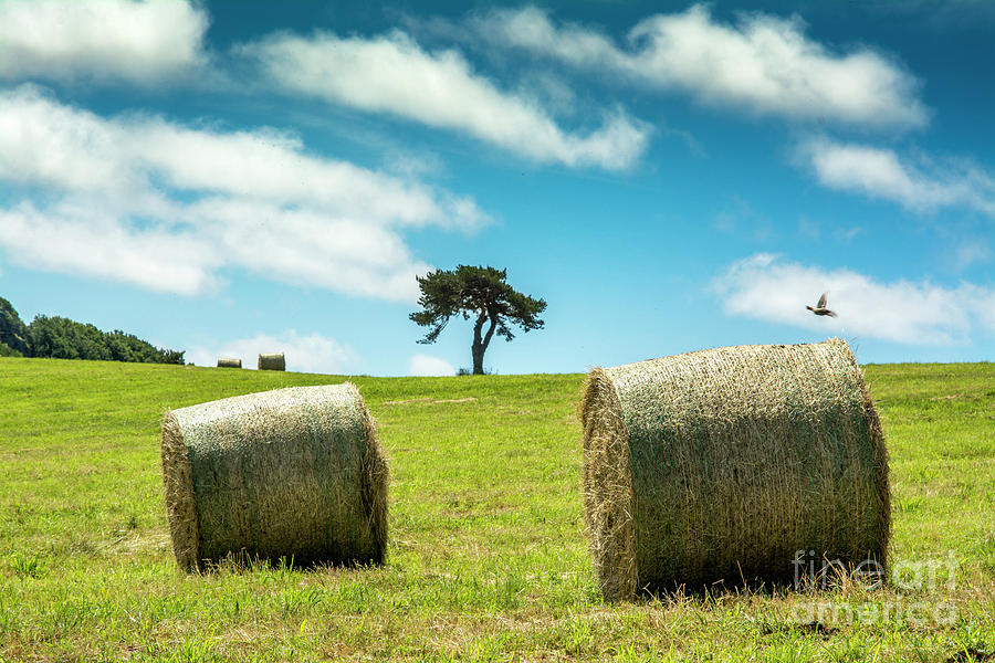 Agriculture Photograph - Bales Of Straw In A Field, Auvergne, France by Bernard Jaubert Agriculture Photograph - Bales Of Straw In A Field, Auvergne, France by Bernard Jaubert