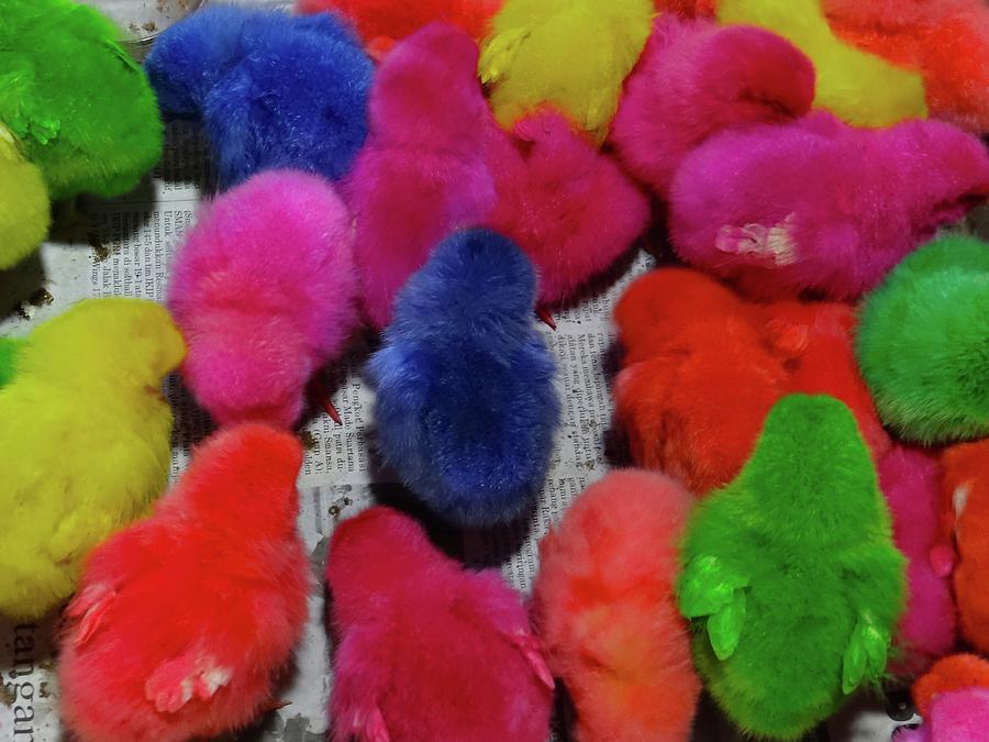 Unschooling Photograph - Bali Coloured Chicks Close-up by Exploramum Exploramum Unschooling Photograph - Bali Coloured Chicks Close-up by Exploramum Exploramum
