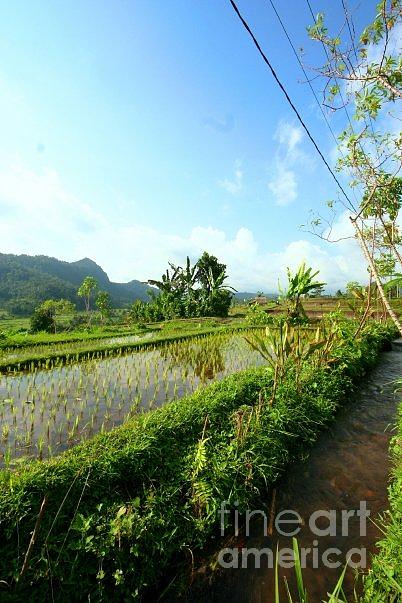 Bali Rice Field Photograph By Jenni Diamond - Fine Art America