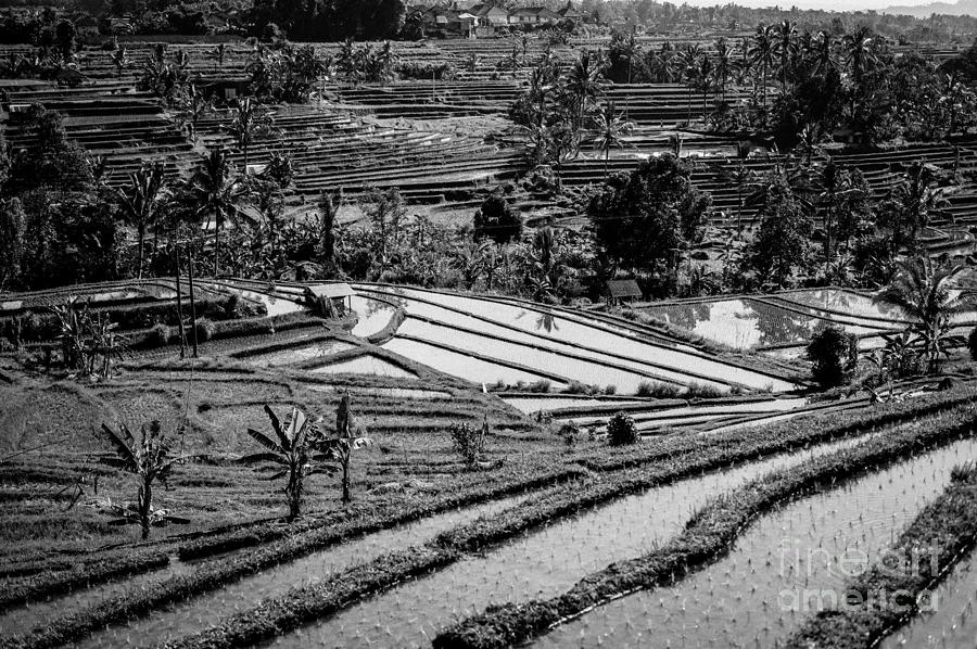 Bali Rice Terraces Photograph by M G Whittingham