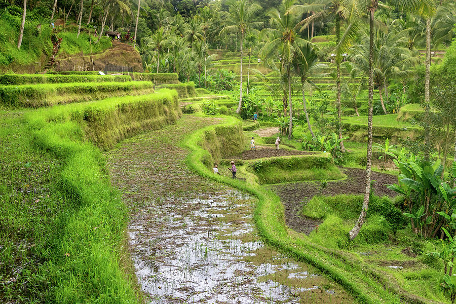 BALI - Rice fields terraces Photograph by Martin Capek