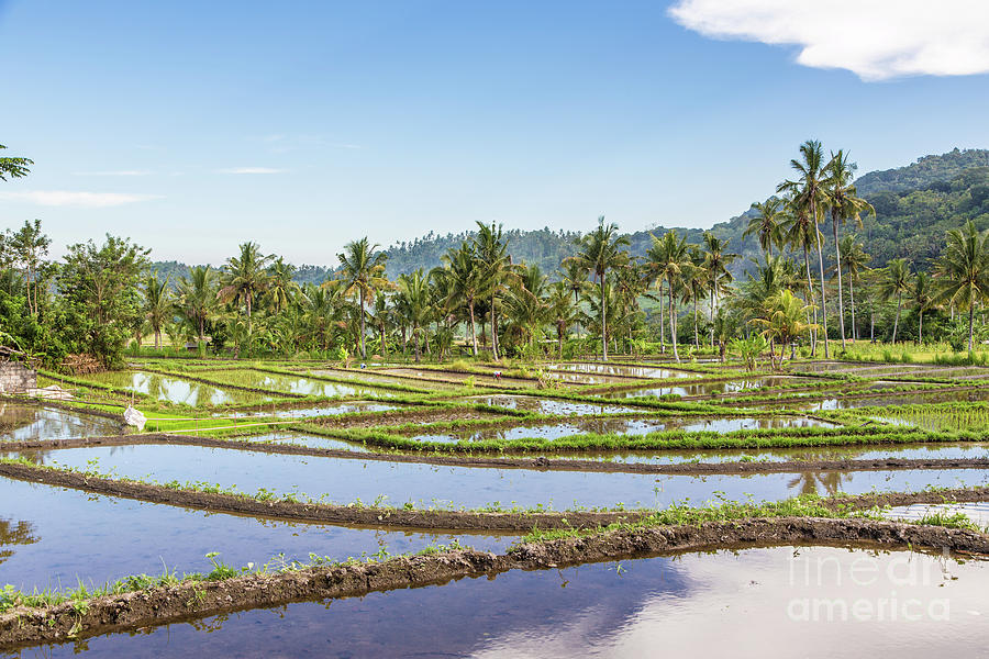 Bali rice paddies Photograph by Didier Marti