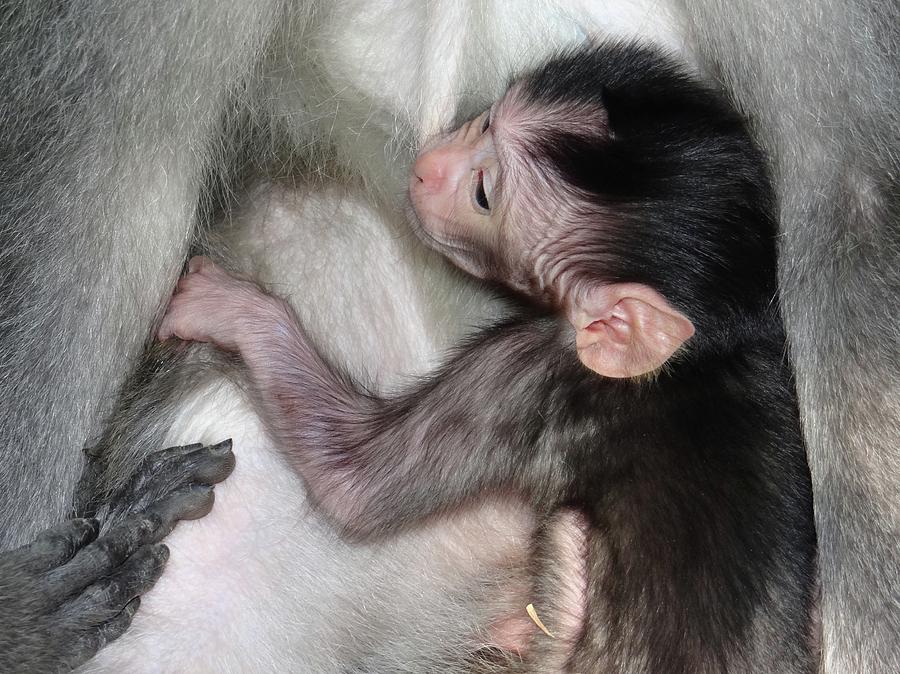 Unschooling Photograph - Balinese baby monkey feeding by Exploramum Exploramum Unschooling Photograph - Balinese baby monkey feeding by Exploramum Exploramum