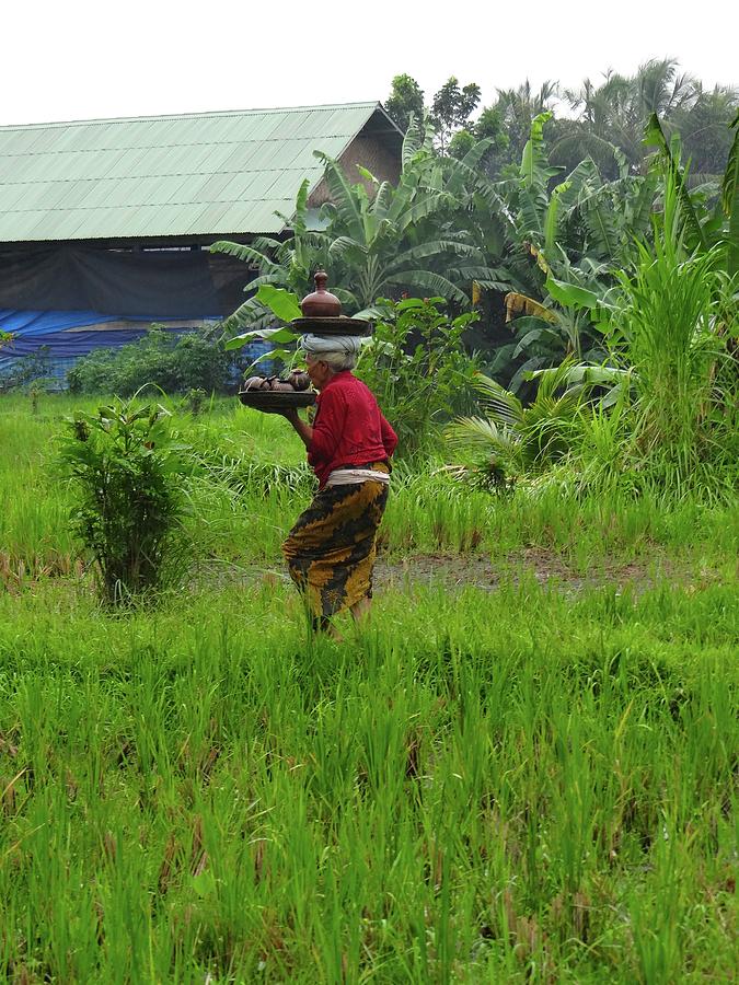 Unschooling Photograph - Balinese Lady Carrying Pot by Exploramum Exploramum Unschooling Photograph - Balinese Lady Carrying Pot by Exploramum Exploramum