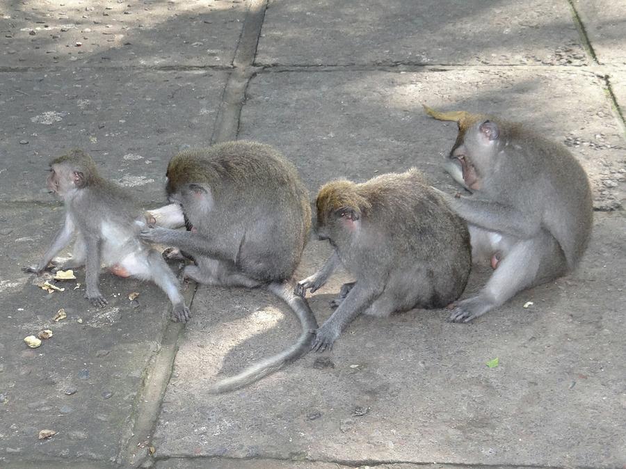 Unschooling Photograph - Balinese Monkey Flea Time by Exploramum Exploramum Unschooling Photograph - Balinese Monkey Flea Time by Exploramum Exploramum