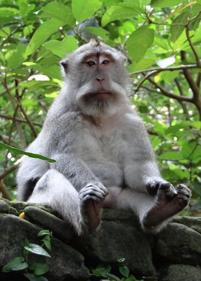 Unschooling Photograph - Balinese Serious Monkey by Exploramum Exploramum Unschooling Photograph - Balinese Serious Monkey by Exploramum Exploramum