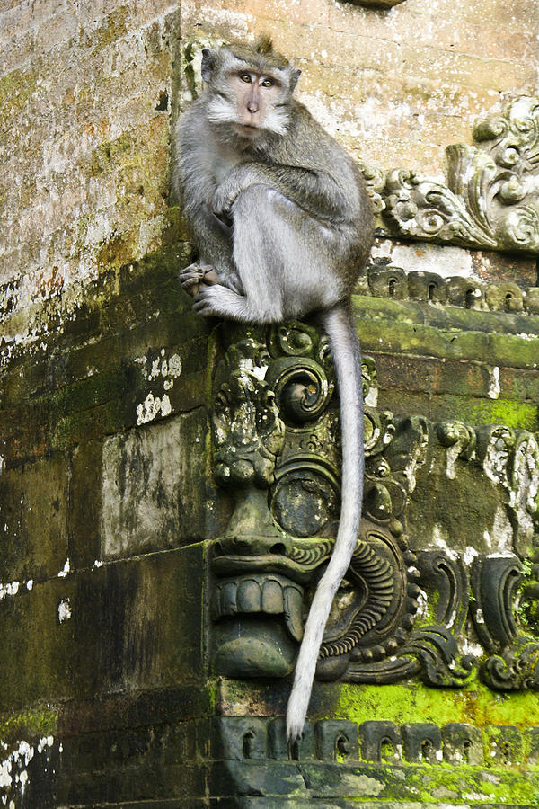 Balinese Temple Monkey Photograph by Michele Burgess