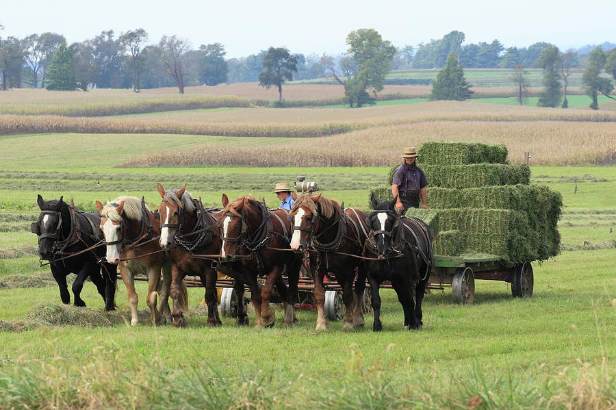 Baling the Hay Photograph by Lou Ford