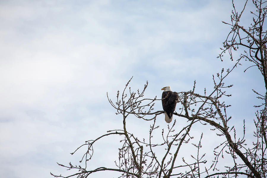 Balk Eagle Photograph by Rebecca Cozart