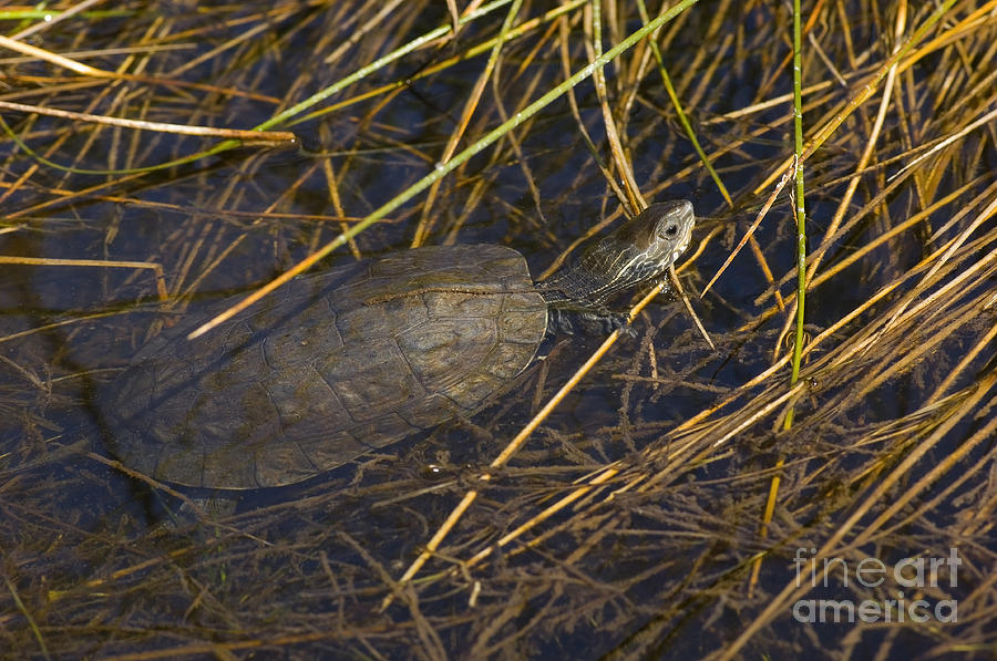 Balkan Pond Turtle Photograph by Steen Drozd Lund