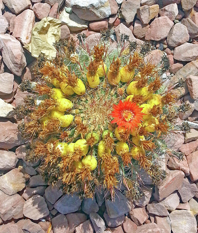 Ball  Cactus  Bloom Photograph by Carl Deaville