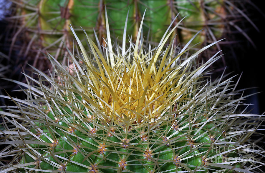 Ball cactus in California Photograph by Nicholas Burningham