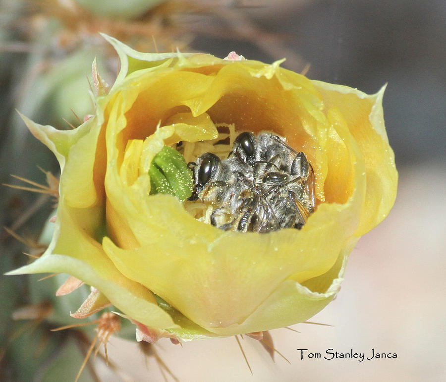 Ball Of Bees In Prickly Pear Flower Photograph by Tom Janca