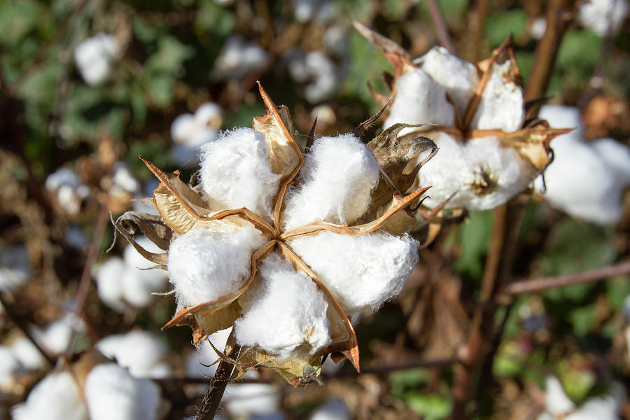 Ball of cotton on plants Photograph by Karen Foley