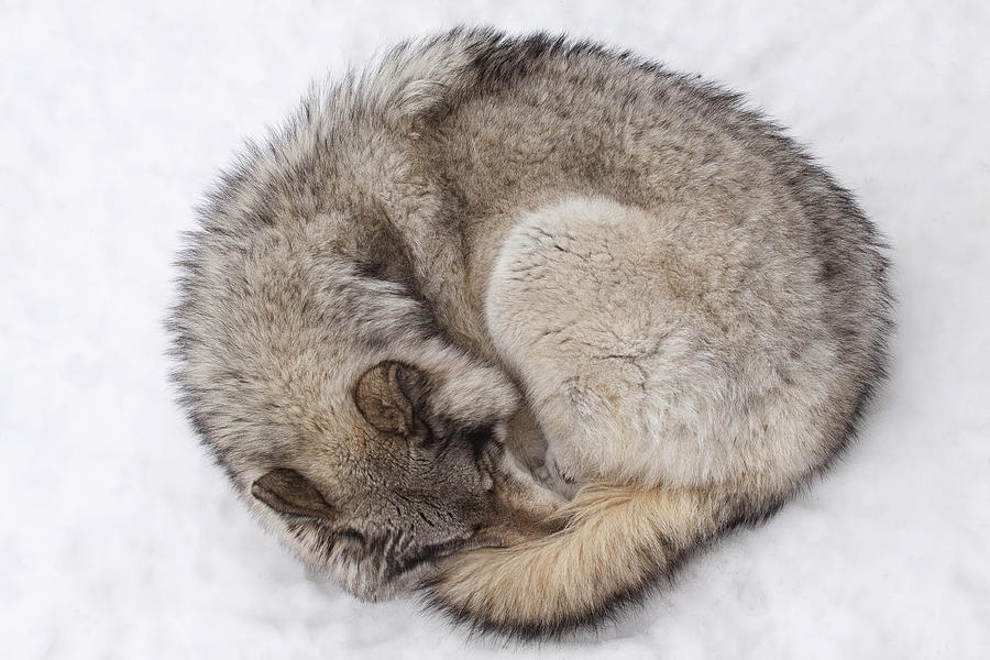 Ball of Wolf Photograph by Eunice Gibb