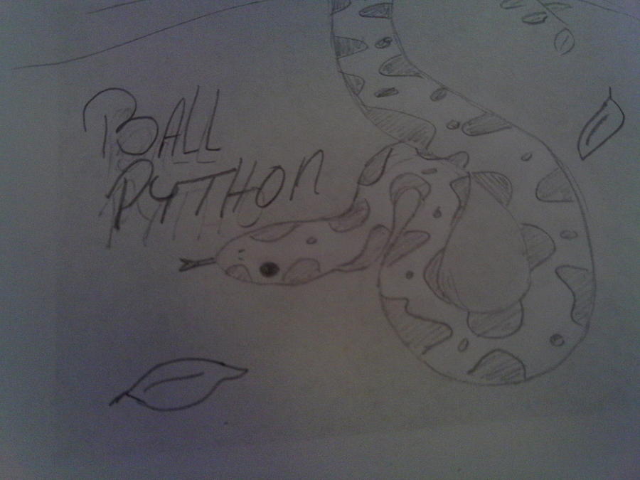 Ball Python Drawing by Bailey Reed | Fine Art America