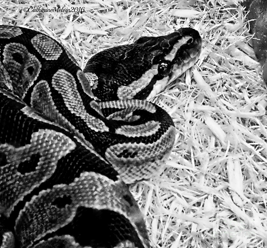 Snake Photograph - Ball Python by Catherine Melvin