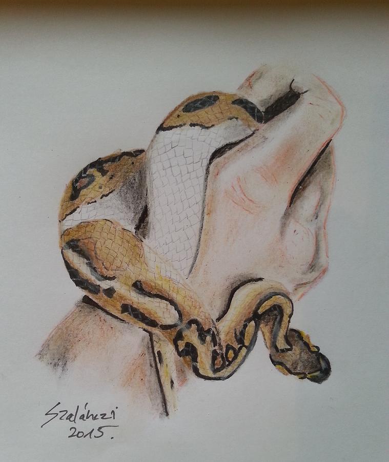 Snake Drawing - Ball python in hand by Judit Szalanczi