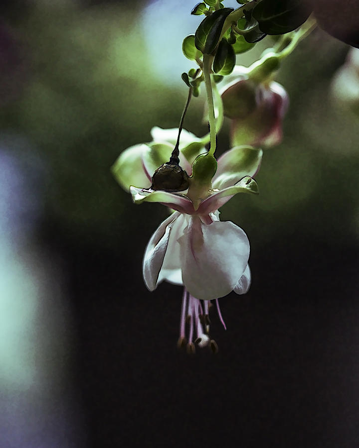 Ballerina Flower by Paula Porterfield-Izzo Ballerina Flower by Paula Porterfield-Izzo