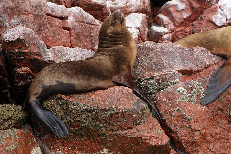 Ballestas Island Fur Seals Photograph by Aidan Moran