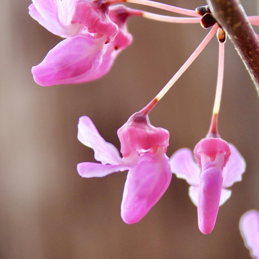 Ballet of Redbud Blooms Photograph by M E