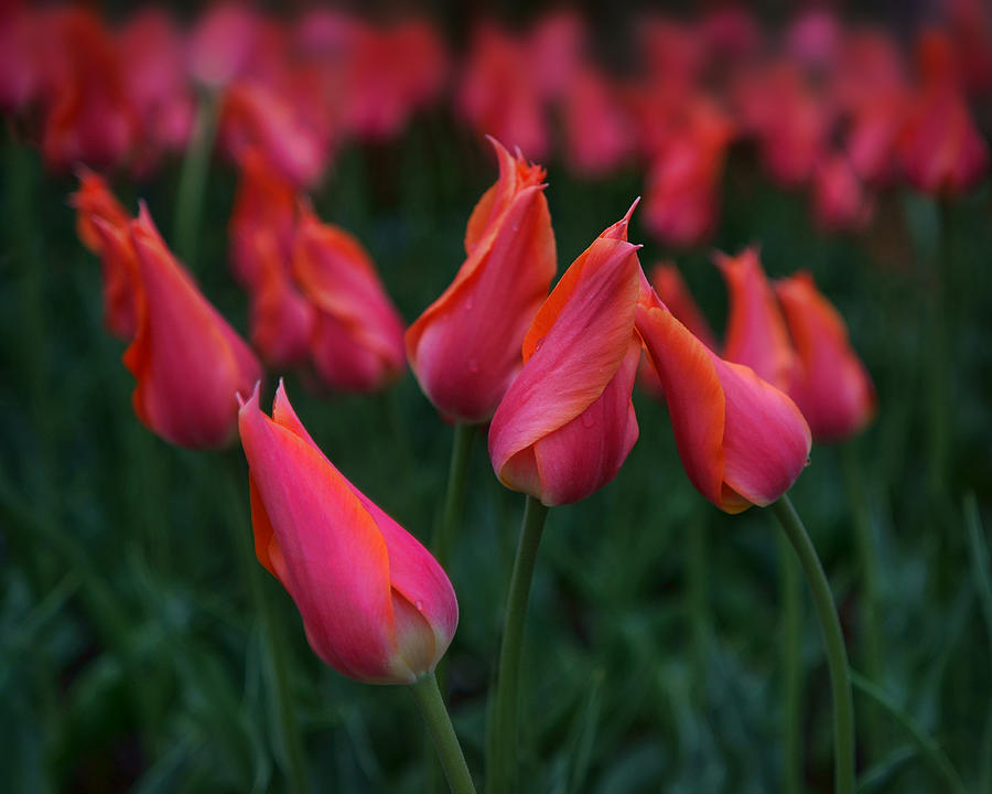 Ballet - Tulips Photograph by Nikolyn McDonald
