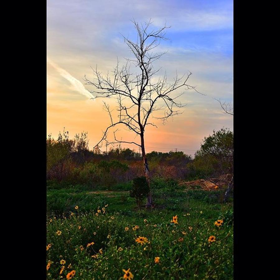Nature Photograph - #ballonacreek #trees #silhouette #park by Timothy Guest
