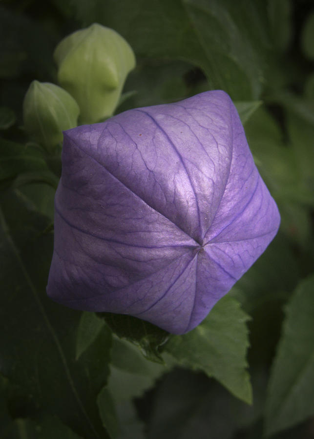 Balloon Flower Photograph by Nancy Griswold