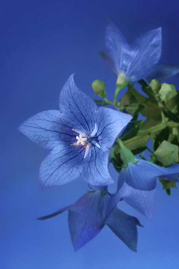 Flower Photograph - Balloon Flowers - Blooms and Buds by Nikolyn McDonald