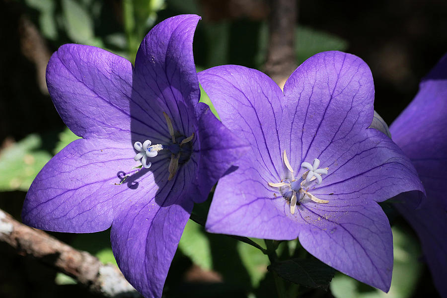 Balloon Flowers Photograph by Sheila Brown