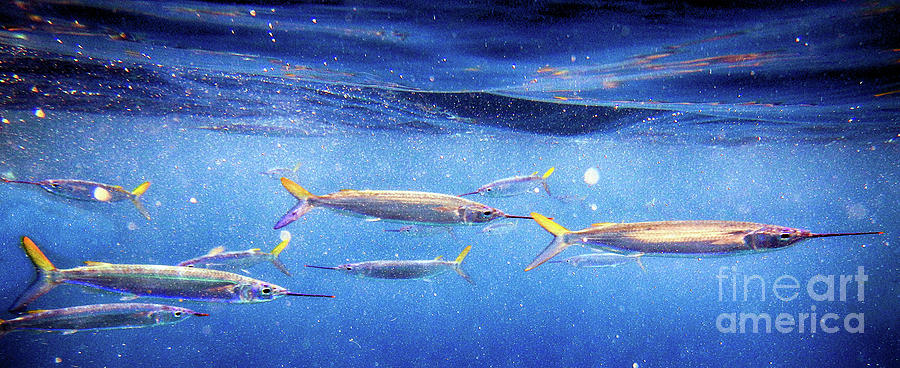 Ballyhoo Fish Photograph by Rrrose Pix - Pixels