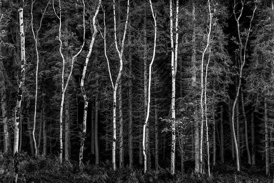 Landscapes Photograph - Ballysallagh Forest Mono by Glen Sumner Landscapes Photograph - Ballysallagh Forest Mono by Glen Sumner