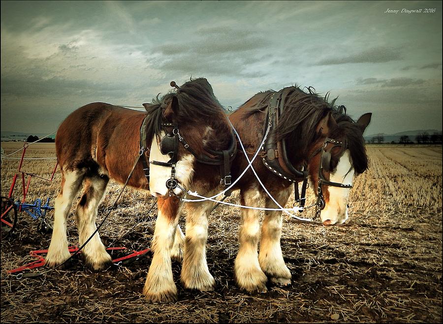 Horse Photograph - Balmalcolm Clydesdales by Jenny Dingwall