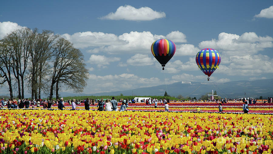 Baloons And Tulips Photograph by Nick Boren